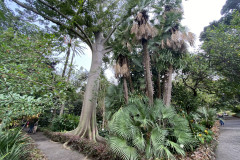 Jardín Botánico de la Orotava, Tenerife 15