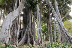 Jardín Botánico de la Orotava, Tenerife 150