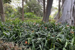 Jardín Botánico de la Orotava, Tenerife 152