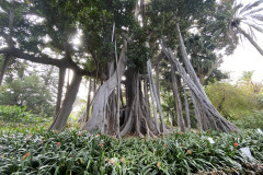 Jardín Botánico de la Orotava, Tenerife 153