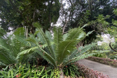 Jardín Botánico de la Orotava, Tenerife 154