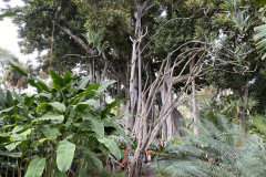 Jardín Botánico de la Orotava, Tenerife 157