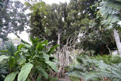 Jardín Botánico de la Orotava, Tenerife 158