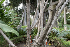 Jardín Botánico de la Orotava, Tenerife 159