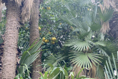Jardín Botánico de la Orotava, Tenerife 16