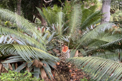 Jardín Botánico de la Orotava, Tenerife 160