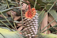 Jardín Botánico de la Orotava, Tenerife 161