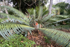 Jardín Botánico de la Orotava, Tenerife 162