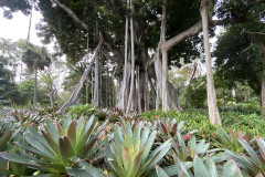 Jardín Botánico de la Orotava, Tenerife 163