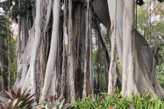 Jardín Botánico de la Orotava, Tenerife 164