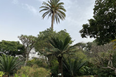 Jardín Botánico de la Orotava, Tenerife 165