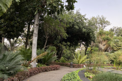 Jardín Botánico de la Orotava, Tenerife 166