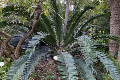 Jardín Botánico de la Orotava, Tenerife 167