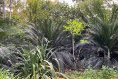 Jardín Botánico de la Orotava, Tenerife 168