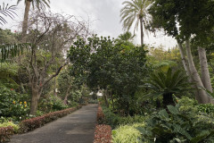 Jardín Botánico de la Orotava, Tenerife 169