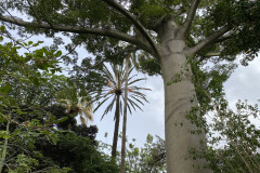 Jardín Botánico de la Orotava, Tenerife 17