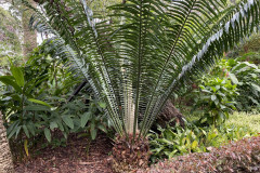 Jardín Botánico de la Orotava, Tenerife 170