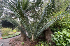 Jardín Botánico de la Orotava, Tenerife 172