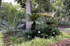 Jardín Botánico de la Orotava, Tenerife 174