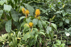 Jardín Botánico de la Orotava, Tenerife 175