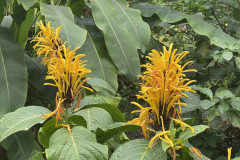 Jardín Botánico de la Orotava, Tenerife 176