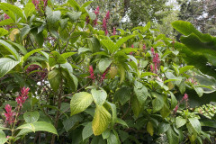 Jardín Botánico de la Orotava, Tenerife 179