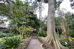 Jardín Botánico de la Orotava, Tenerife 18