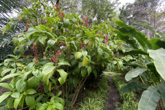 Jardín Botánico de la Orotava, Tenerife 180