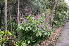 Jardín Botánico de la Orotava, Tenerife 181