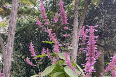 Jardín Botánico de la Orotava, Tenerife 183