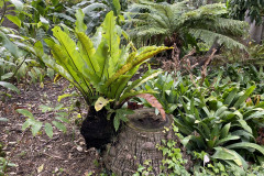 Jardín Botánico de la Orotava, Tenerife 185