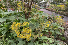 Jardín Botánico de la Orotava, Tenerife 187