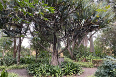 Jardín Botánico de la Orotava, Tenerife 188