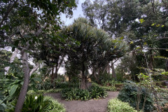 Jardín Botánico de la Orotava, Tenerife 189