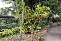 Jardín Botánico de la Orotava, Tenerife 19