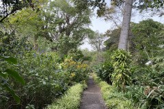 Jardín Botánico de la Orotava, Tenerife 190