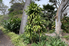 Jardín Botánico de la Orotava, Tenerife 192