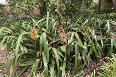 Jardín Botánico de la Orotava, Tenerife 193