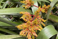 Jardín Botánico de la Orotava, Tenerife 194