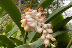 Jardín Botánico de la Orotava, Tenerife 196