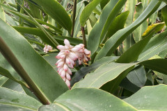 Jardín Botánico de la Orotava, Tenerife 197