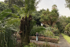 Jardín Botánico de la Orotava, Tenerife 199