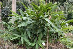 Jardín Botánico de la Orotava, Tenerife 20