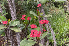 Jardín Botánico de la Orotava, Tenerife 203