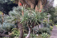 Jardín Botánico de la Orotava, Tenerife 204