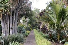 Jardín Botánico de la Orotava, Tenerife 205