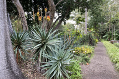 Jardín Botánico de la Orotava, Tenerife 206