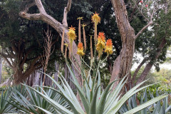 Jardín Botánico de la Orotava, Tenerife 207