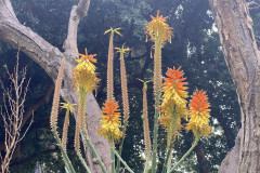 Jardín Botánico de la Orotava, Tenerife 208