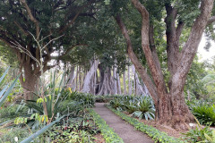 Jardín Botánico de la Orotava, Tenerife 209